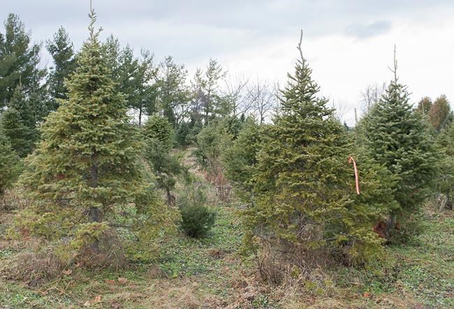 Montreal's St-Laurent Boulevard hit by Christmas tree-stealing 'Grinch' | iNFOnews.ca Montreal's St-Laurent Boulevard hit by Christmas tree-stealing 'Grinch' | iNFOnews.ca