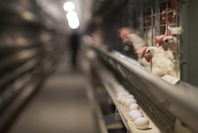 Industry group seeks to shorten two-week shutdown of Nova Scotia poultry plant | iNFOnews.ca CP172523553