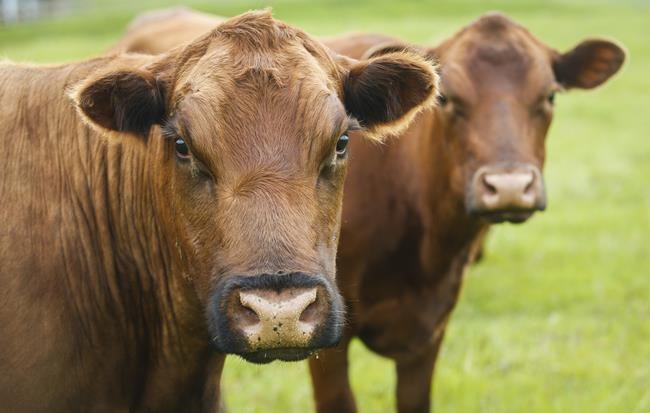 'Megascale' slaughterhouses, meat-packing plants put beef industry at risk: Report | iNFOnews.ca