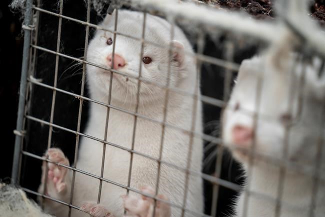 B.C. mink farmer decides to destroy 1,000 animals after positive COVID-19 tests | iNFOnews.ca