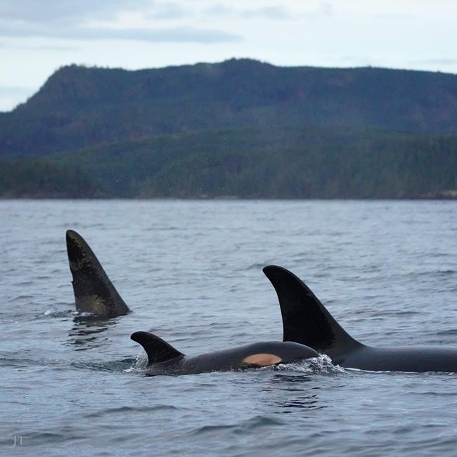 Whale families bring along calf on return trip to traditional feeding grounds in B.C. | iNFOnews.ca