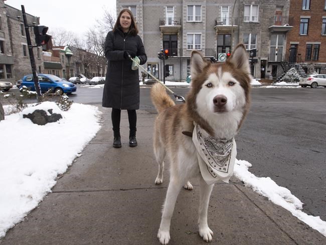 Dogs bring owners joy and a reason to be out at night during Quebec's curfew | iNFOnews.ca