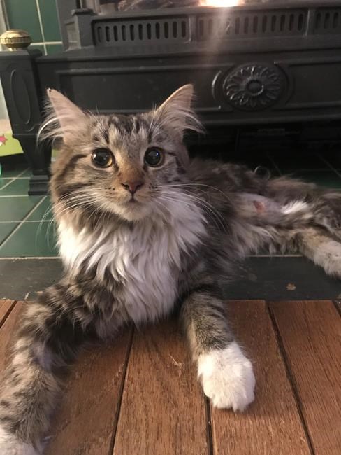 Victoria firefighters use homeowners' jackhammer to rescue cat trapped in tiny pipe | iNFOnews.ca