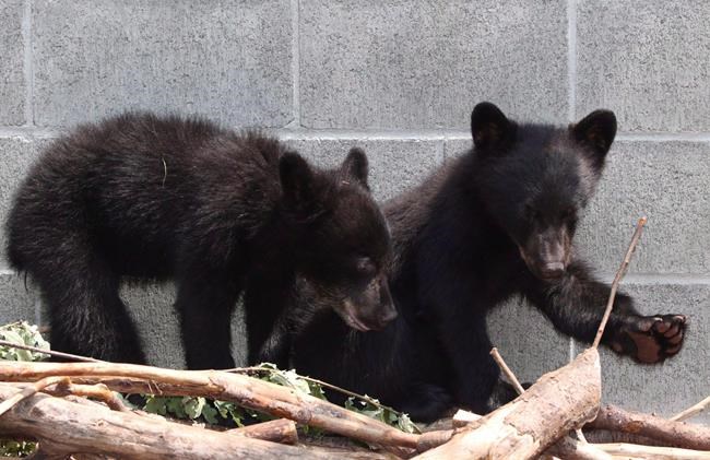 Supreme Court won't review ruling in favour of officer who refused to euthanize bears | iNFOnews.ca Supreme Court won't review ruling in favour of officer who refused to euthanize bears | iNFOnews.ca