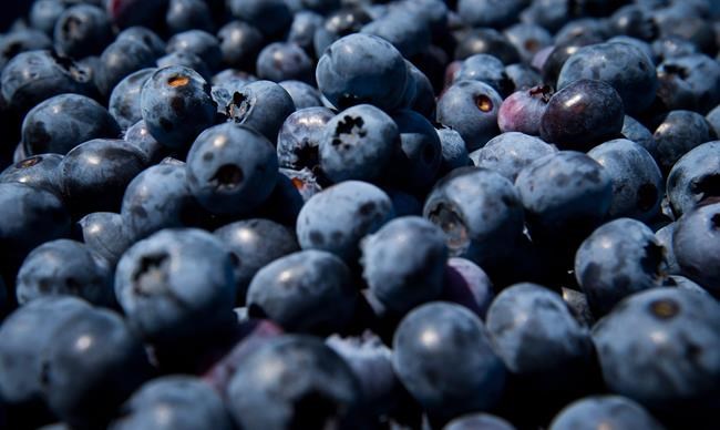 Canadian blueberries pose no peril to American producers, U.S. trade commission says | iNFOnews.ca CP575164901