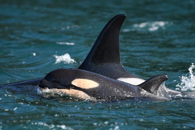 Researchers celebrate birth of orca to endangered southern resident population | iNFOnews.ca Researchers celebrate birth of orca to endangered southern resident population | iNFOnews.ca