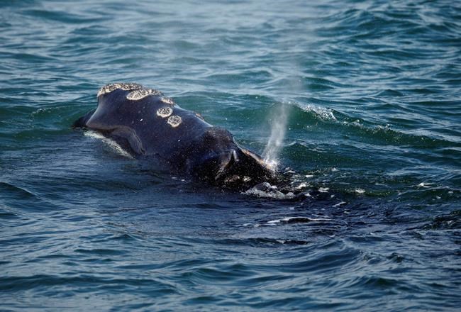 Canadian government modifies North Atlantic right whale protection measures for 2021 | iNFOnews.ca Canadian government modifies North Atlantic right whale protection measures for 2021 | iNFOnews.ca