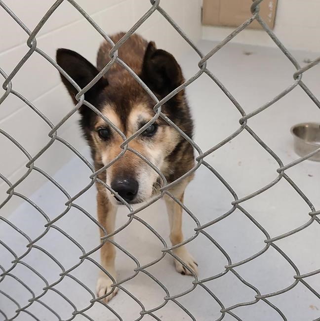 SPCA seizes 40 animals 'in distress' from sled dog operation in B.C. | iNFOnews.ca