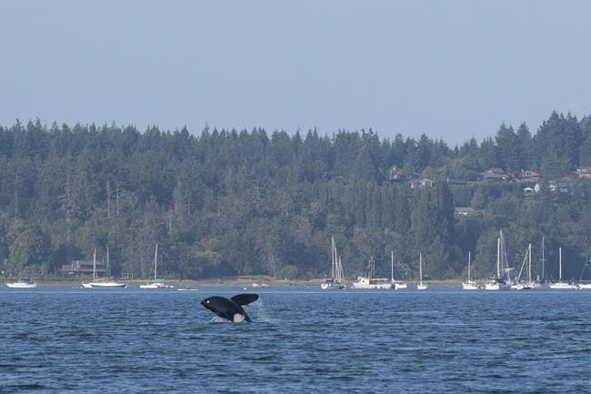 Herring catch quota in B.C.'s Georgia Strait will ensure health of species: DFO | iNFOnews.ca Herring catch quota in B.C.'s Georgia Strait will ensure health of species: DFO | iNFOnews.ca
