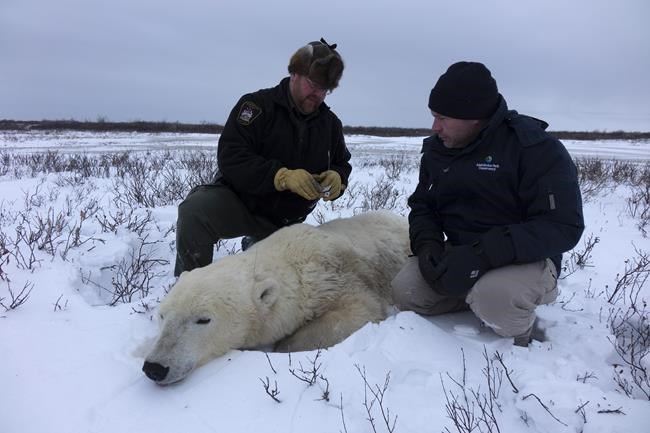 CBC's 'Arctic Vets' brings viewers up close with polar bears, seals and muskox | iNFOnews.ca