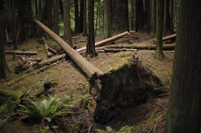 Logging delay agreement for B.C. old-growth tree stand helps endangered spotted owls | iNFOnews.ca Logging delay agreement for B.C. old-growth tree stand helps endangered spotted owls | iNFOnews.ca