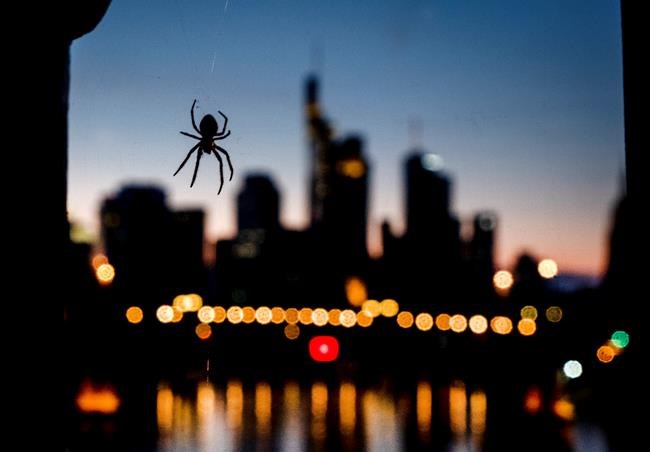 Police respond to calls as spider in vehicle causes a 'scramble' in B.C. | iNFOnews.ca