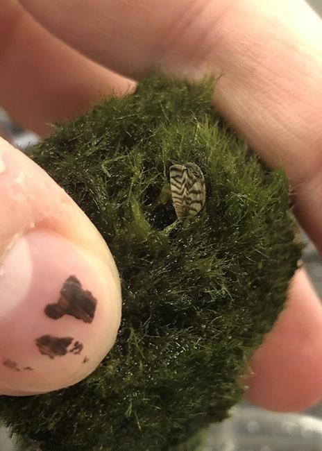 B.C. conservation officers find invasive mussel in aquarium moss in retail stores | iNFOnews.ca