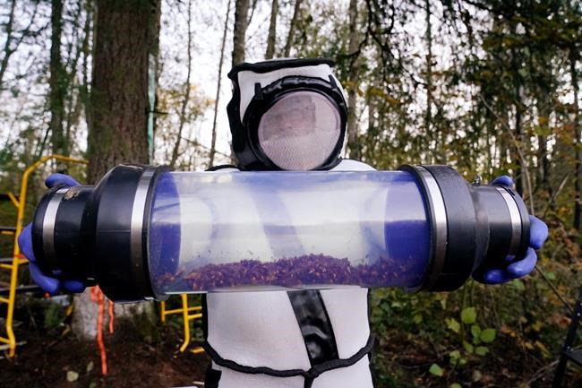Plans readied by B.C. and Washington state to wipe out invasive giant hornet | iNFOnews.ca