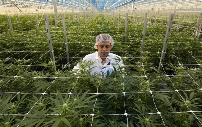 Hexo reports Q2 loss, revenue nearly doubled compared with year ago | iNFOnews.ca