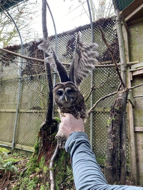 B.C.'s northern spotted owl breeding facility welcomes disabled California relative | iNFOnews.ca