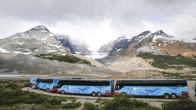 Environmentalists want Jasper backcountry ban extended to protect remaining caribou | iNFOnews.ca CP2013119725
