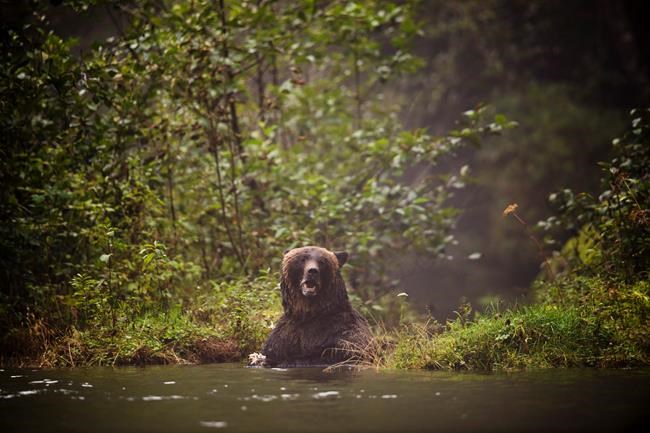 Survey suggests grizzly numbers have doubled in parts of Alberta Rockies since 2005 | iNFOnews.ca CP44837324