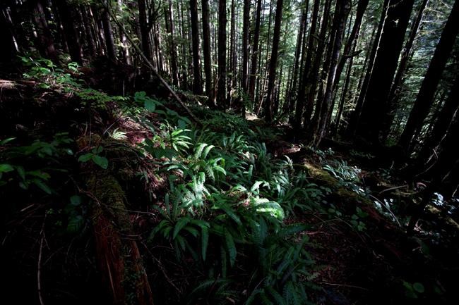 Old-growth advocates say they are digging in after B.C. court grants injunction | iNFOnews.ca CP654038559