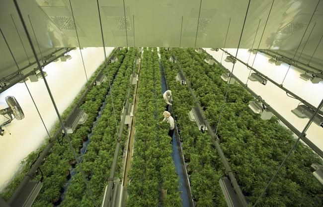 Canopy Growth signs deal worth $435 million to buy Supreme Cannabis | iNFOnews.ca