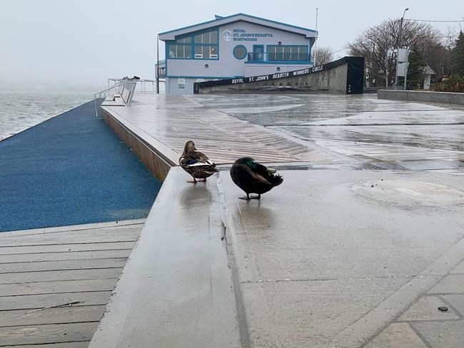 Rowers return to St. John's lake, organizers hopeful historic regatta will too | iNFOnews.ca
