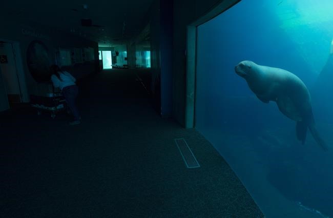 Vancouver Aquarium now owned by Dollywood theme park operator Herschend Enterprises | iNFOnews.ca
