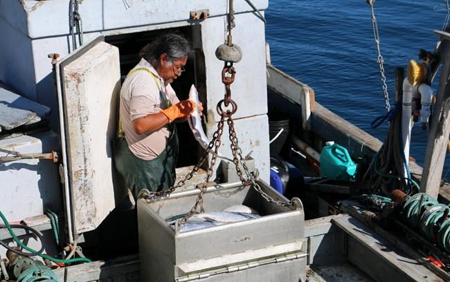First Nations on Vancouver Island celebrate B.C. Court of Appeal fisheries ruling | iNFOnews.ca First Nations on Vancouver Island celebrate B.C. Court of Appeal fisheries ruling | iNFOnews.ca