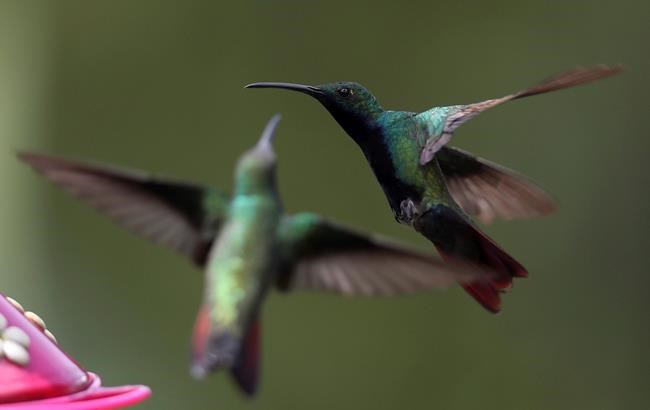 Trans Mountain ordered to delay pipeline construction in B.C. bird nesting area | iNFOnews.ca