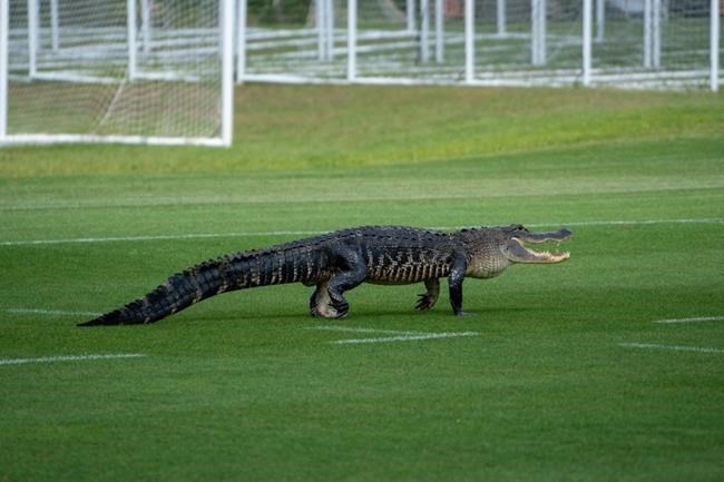 Alligator crashes Toronto FC practice in Florida ahead of matchup with Cruz Azul | iNFOnews.ca CP986727007