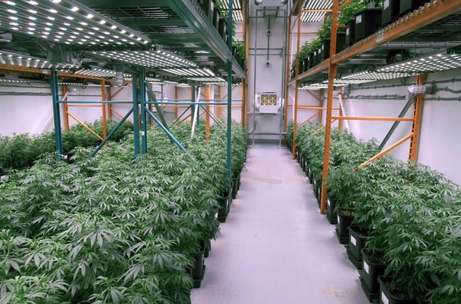 Organigram CEO Greg Engel steps down, Peter Amirault appointed on interim basis | iNFOnews.ca
