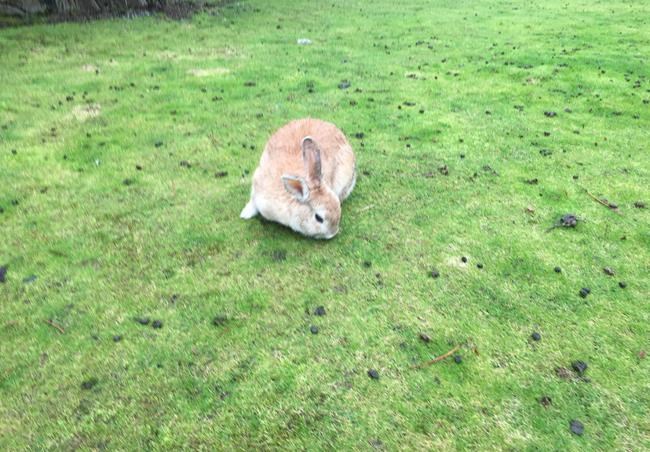 'Like a flash fire:' Rabbit owners warned about outbreak of deadly disease in Alberta | iNFOnews.ca