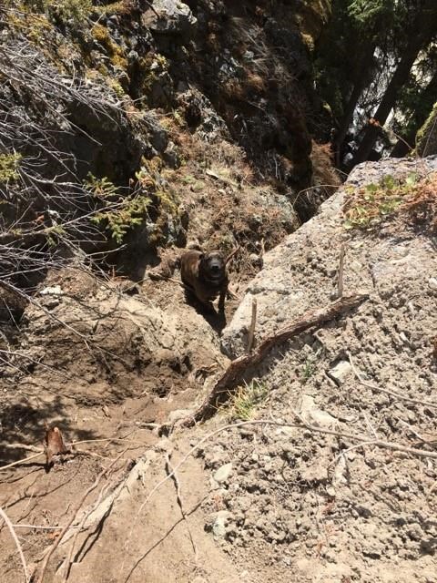 RCMP officer, fire chief use climbing gear to rescue dog stuck on ledge in B.C. | iNFOnews.ca RCMP officer, fire chief use climbing gear to rescue dog stuck on ledge in B.C. | iNFOnews.ca
