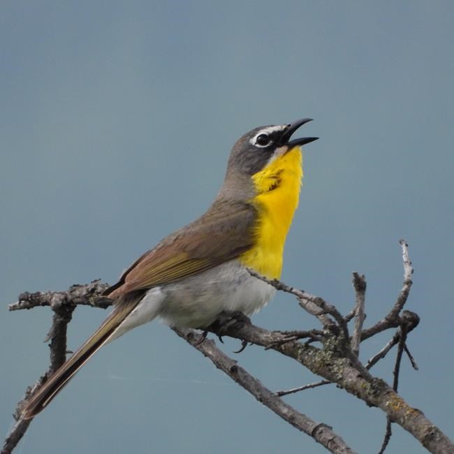 Rare yellow birds need wild roses to survive in British Columbia: researcher | iNFOnews.ca