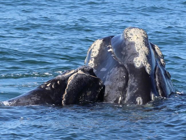 Focus on helping right whales survive, not assigning blame: Canadian official | iNFOnews.ca Focus on helping right whales survive, not assigning blame: Canadian official | iNFOnews.ca