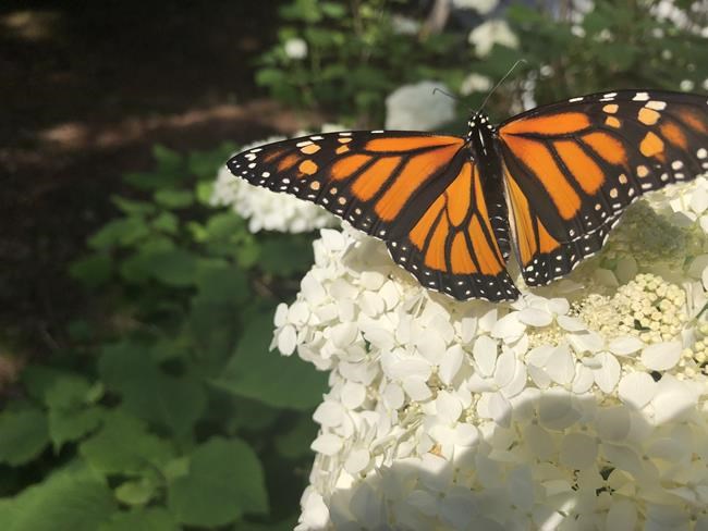 Study suggests neonic pesticides harming monarch butterfly eggs | iNFOnews.ca