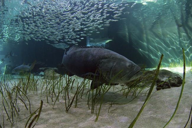 Florida takes step toward the catching of goliath grouper | iNFOnews.ca Florida takes step toward the catching of goliath grouper | iNFOnews.ca
