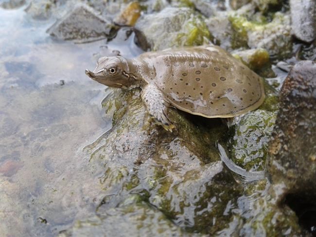 Habitat for endangered spiny softshell turtle protected southeast of Montreal | iNFOnews.ca