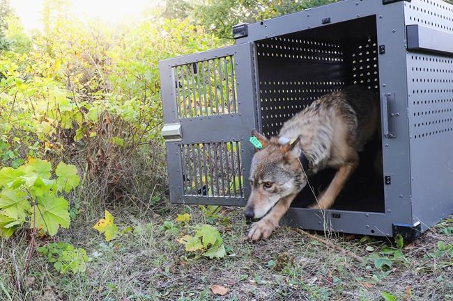 Scientists urge restoration of federal gray wolf protections | iNFOnews.ca