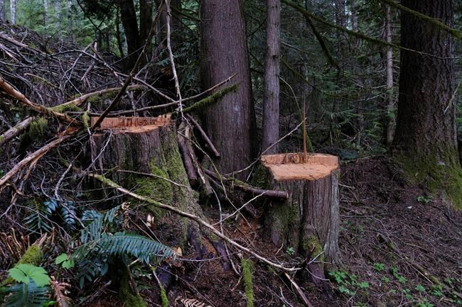 Tree poaching from public forests increasing in B.C. as lumber hits record prices | iNFOnews.ca Tree poaching from public forests increasing in B.C. as lumber hits record prices | iNFOnews.ca