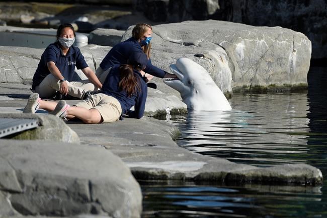 Belugas finally arrive at Mystic Aquarium after legal battle | iNFOnews.ca Belugas finally arrive at Mystic Aquarium after legal battle | iNFOnews.ca