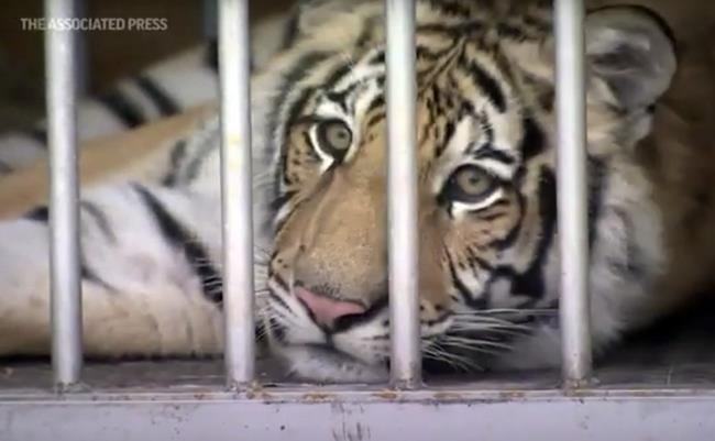 Missing Texas tiger transported to animal sanctuary | iNFOnews.ca Missing Texas tiger transported to animal sanctuary | iNFOnews.ca