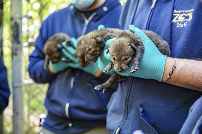 Endangered red wolves born at North Carolina Zoo, doing well | iNFOnews.ca