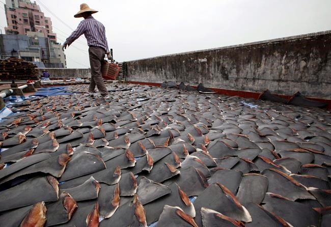 B.C. company fined $60K for illegally importing shark fins from threatened species | iNFOnews.ca