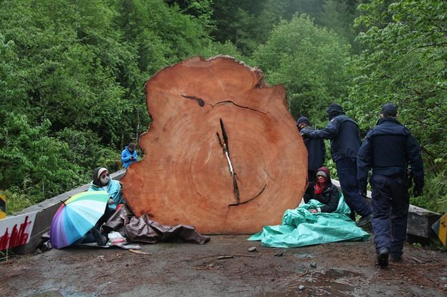 Seven more arrests, 21 in total at anti-logging camp on Vancouver Island: RCMP | iNFOnews.ca