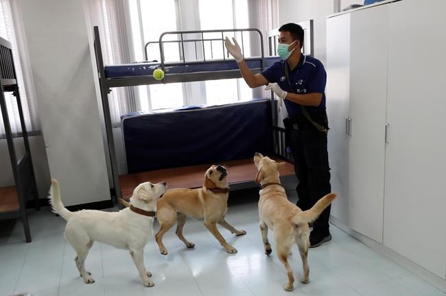 Sniffing Labrador retrievers join Thai coronavirus fight | iNFOnews.ca