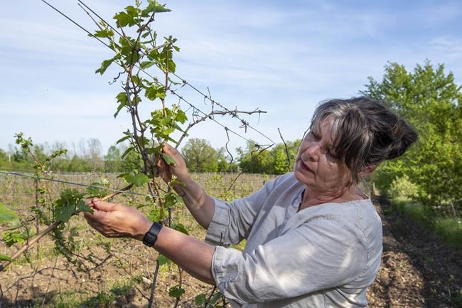 Ontario wineries hit hard as COVID-19 pandemic stretches into second summer | iNFOnews.ca