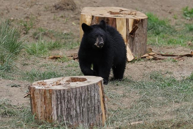 Quebec confirms a young bear captured near Montreal has been euthanized | iNFOnews.ca CP374448504