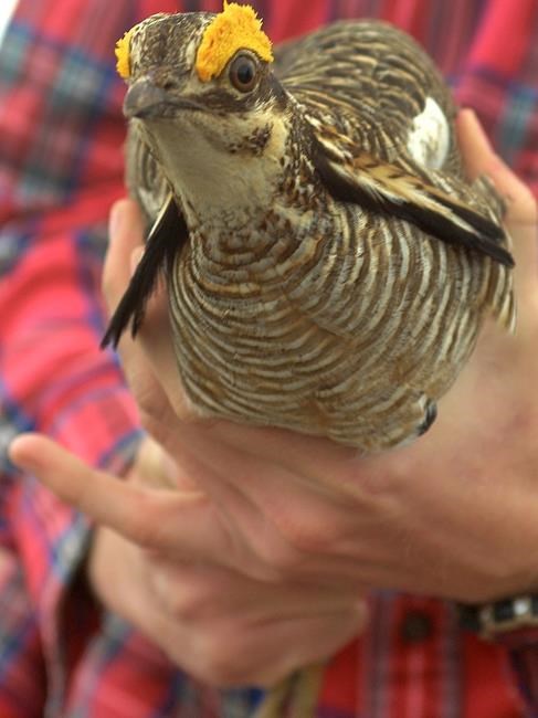 US wildlife managers propose protections for rare chicken | iNFOnews.ca