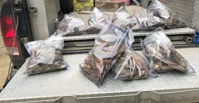 Union of B.C. Indian Chiefs says it is 'appalled' at discovery of severed bear paws | iNFOnews.ca Union of B.C. Indian Chiefs says it is 'appalled' at discovery of severed bear paws | iNFOnews.ca