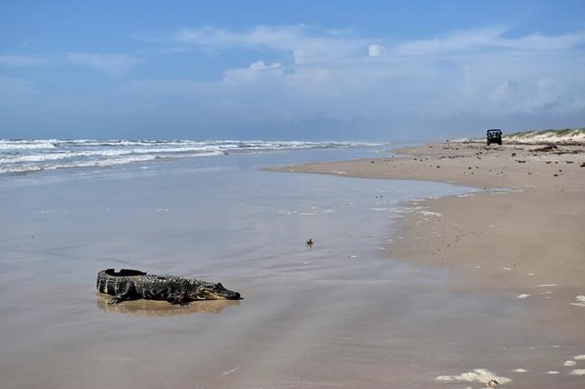Louisiana gator swaps swamp life for Texas beach getaway | iNFOnews.ca Louisiana gator swaps swamp life for Texas beach getaway | iNFOnews.ca